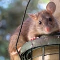Preventing Rodent Infestations: Rodent Control Service For Manufactured Homes In Beaver Falls