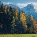 Tree Care for Manufactured Homes in Virginia Beach