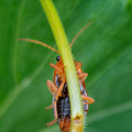 Integrated Pest Management for Manufactured Homes